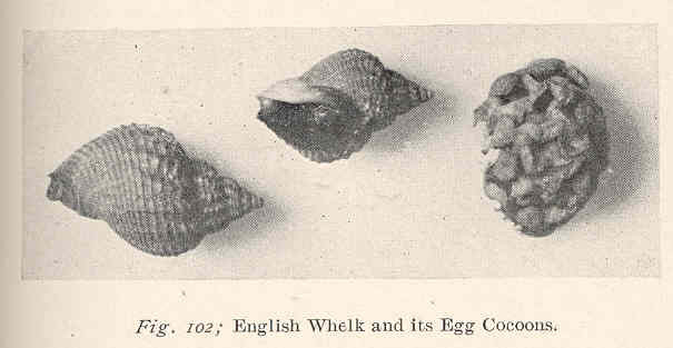 Black and white photo of the English whelk showing 2 whelks in their shells and a cluster of eggs